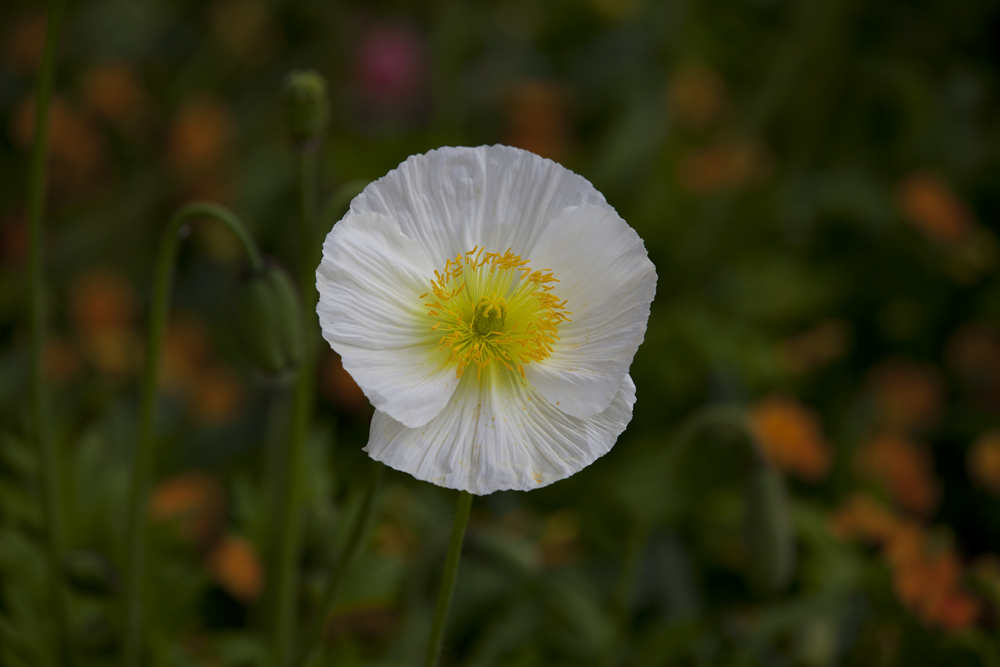 Alpenmohn