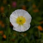 Alpenmohn