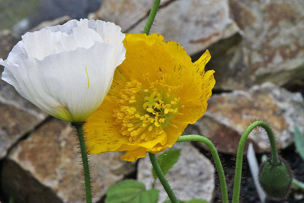 Alpenmohn