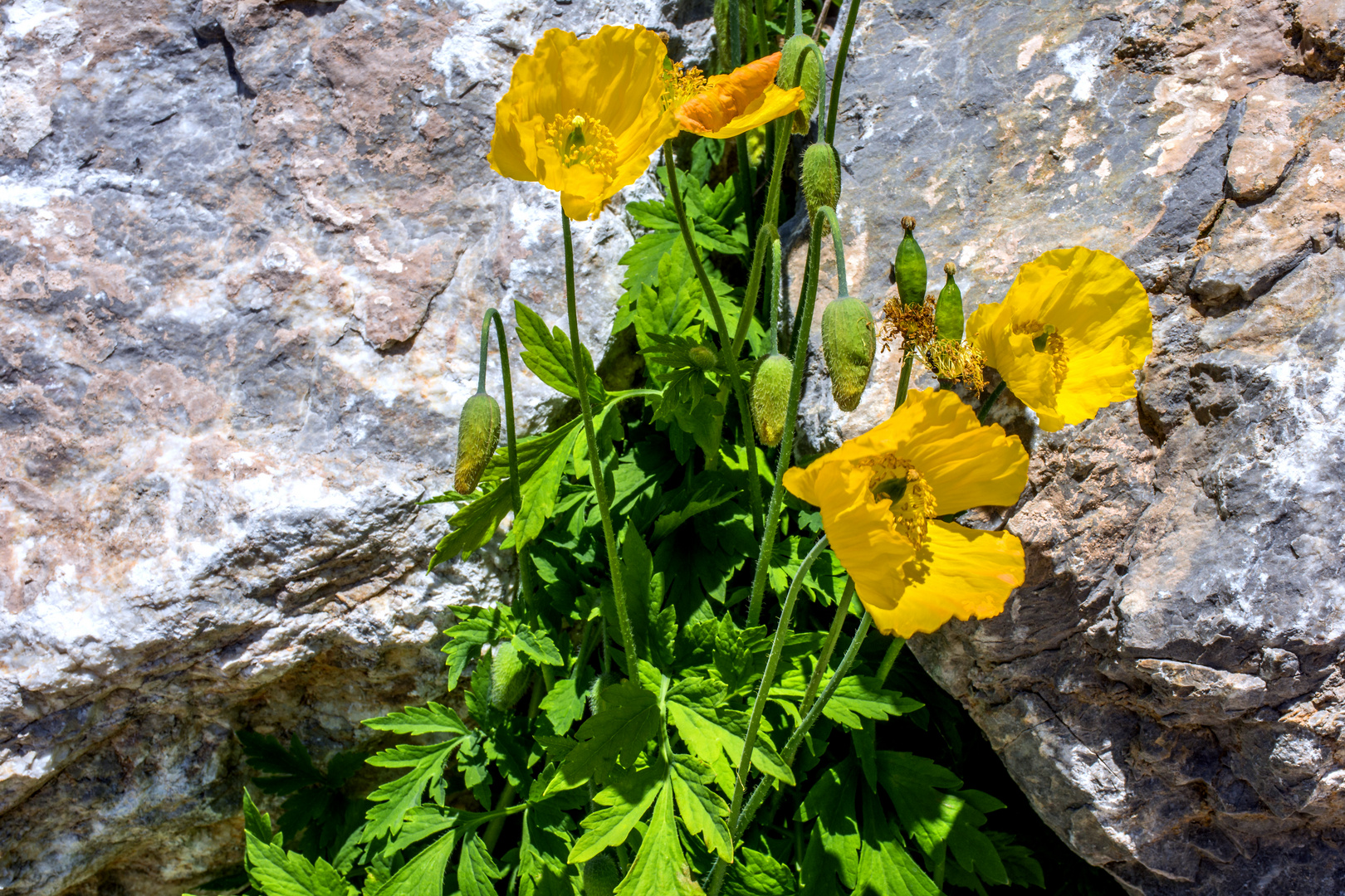  Alpenmohn