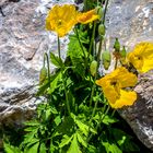  Alpenmohn