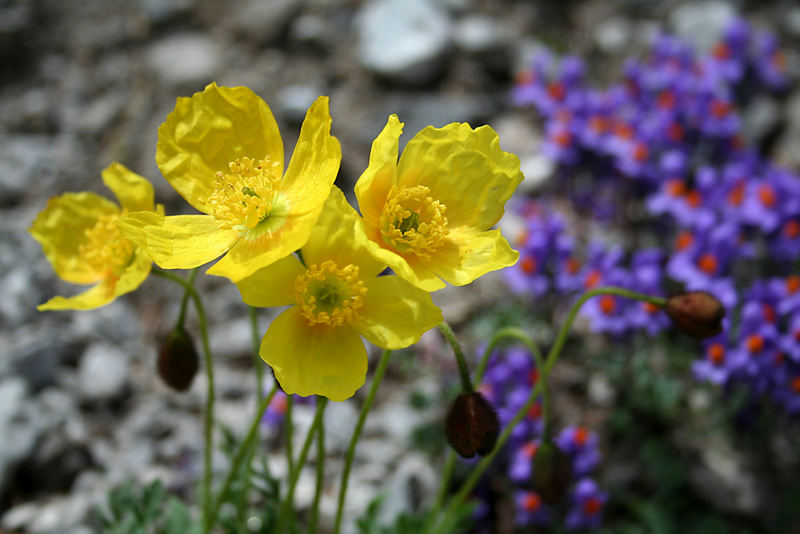 Alpenmohn in den Lienzer Dolomiten