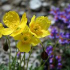 Alpenmohn in den Lienzer Dolomiten