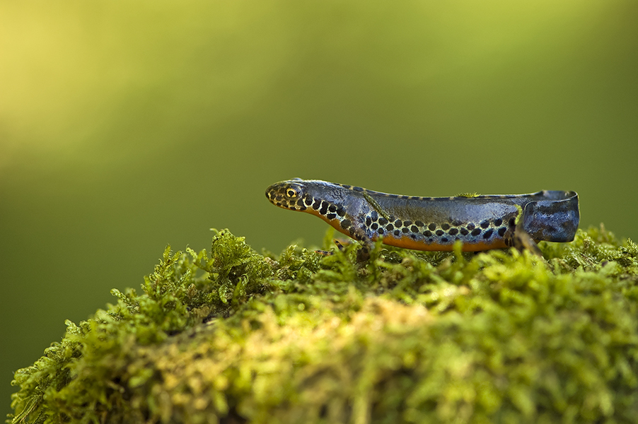 Alpenmolch (Triturus alpestris)