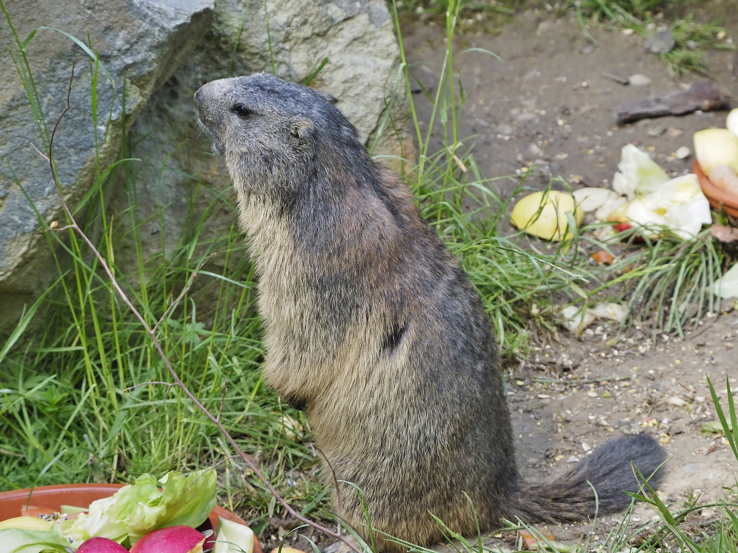 Alpenmurmeltier