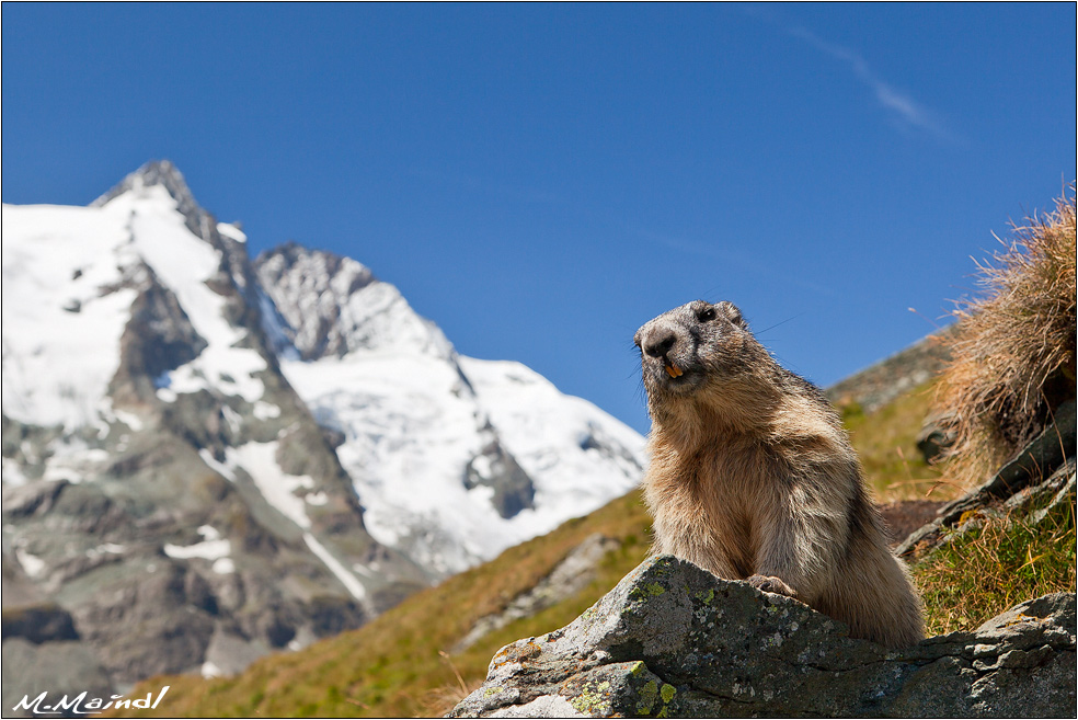 Alpenmurmeltier