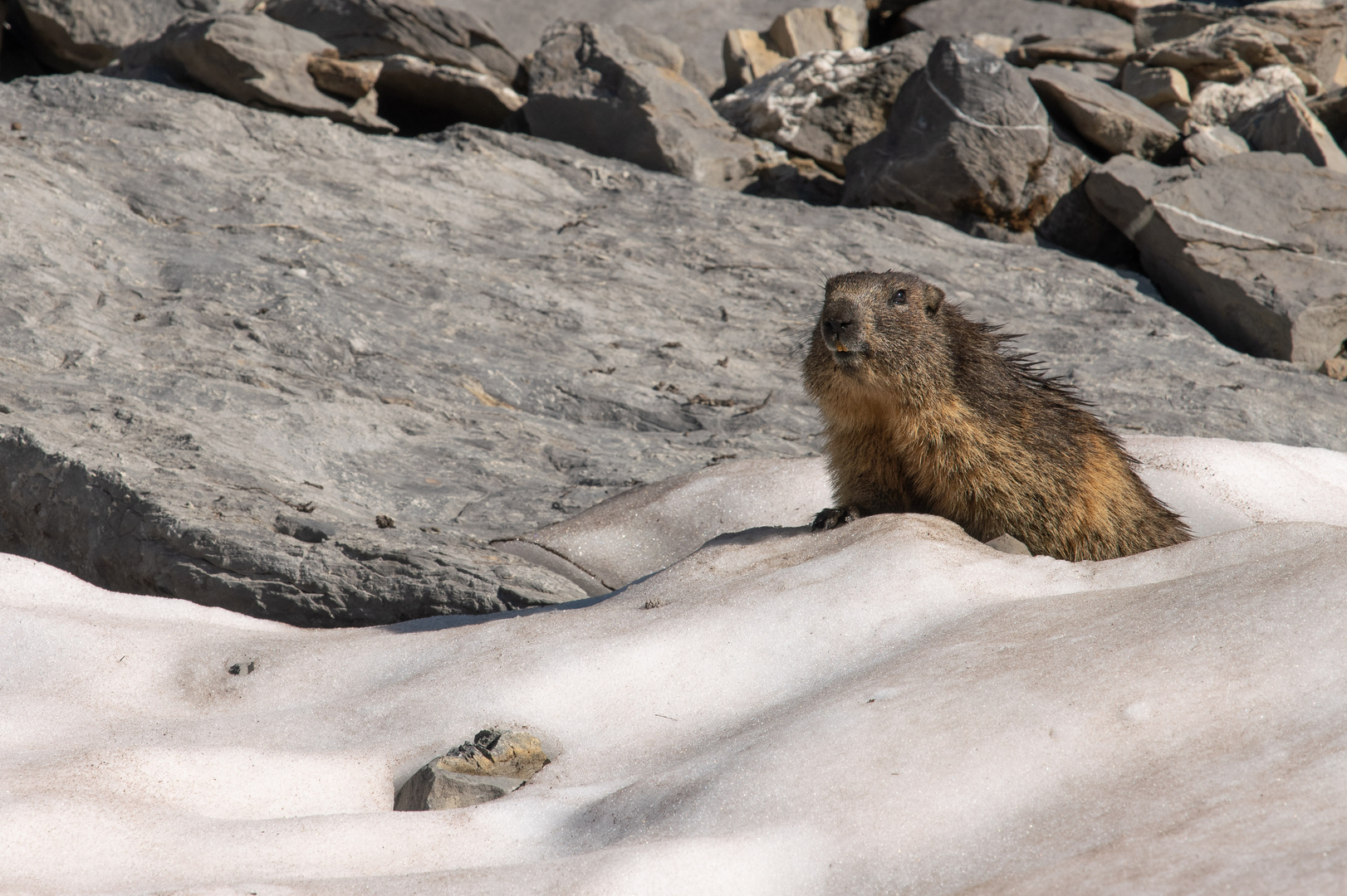 Alpenmurmeltier im Unterwallis