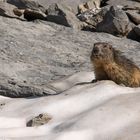 Alpenmurmeltier im Unterwallis