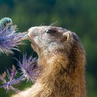 Alpenmurmeltier in der Schweiz