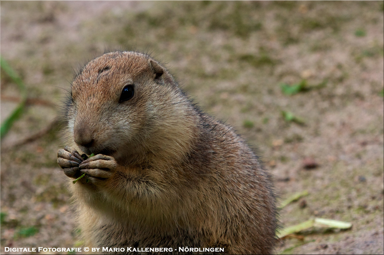 Alpenmurmeltier (Marmota marmota)