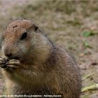 Alpenmurmeltier (Marmota marmota)