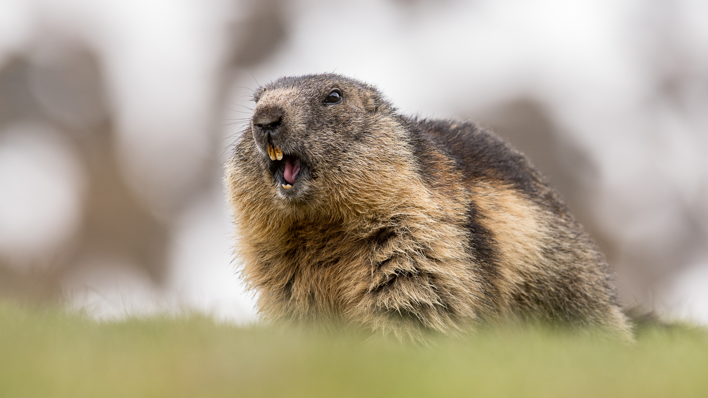 Alpenmurmeltier (Marmota marmota)