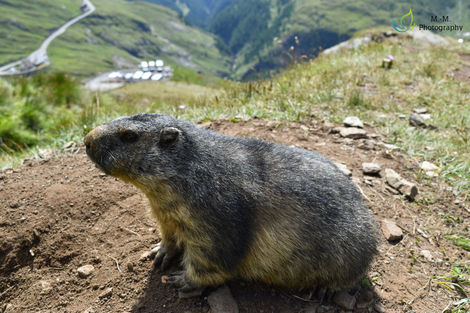 Alpenmurmeltier (Marmota marmota) 