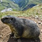 Alpenmurmeltier (Marmota marmota) 