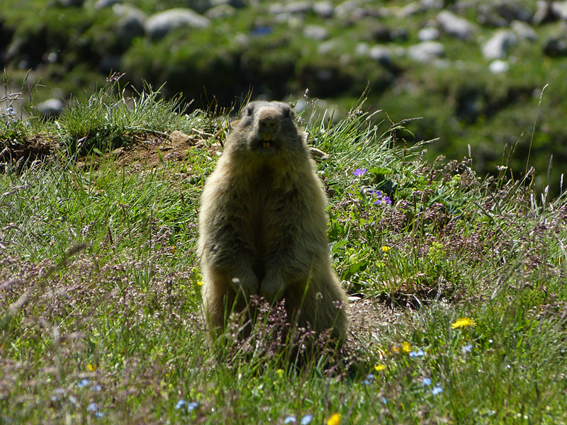 Alpenmurmeltier (Marmota marmota)