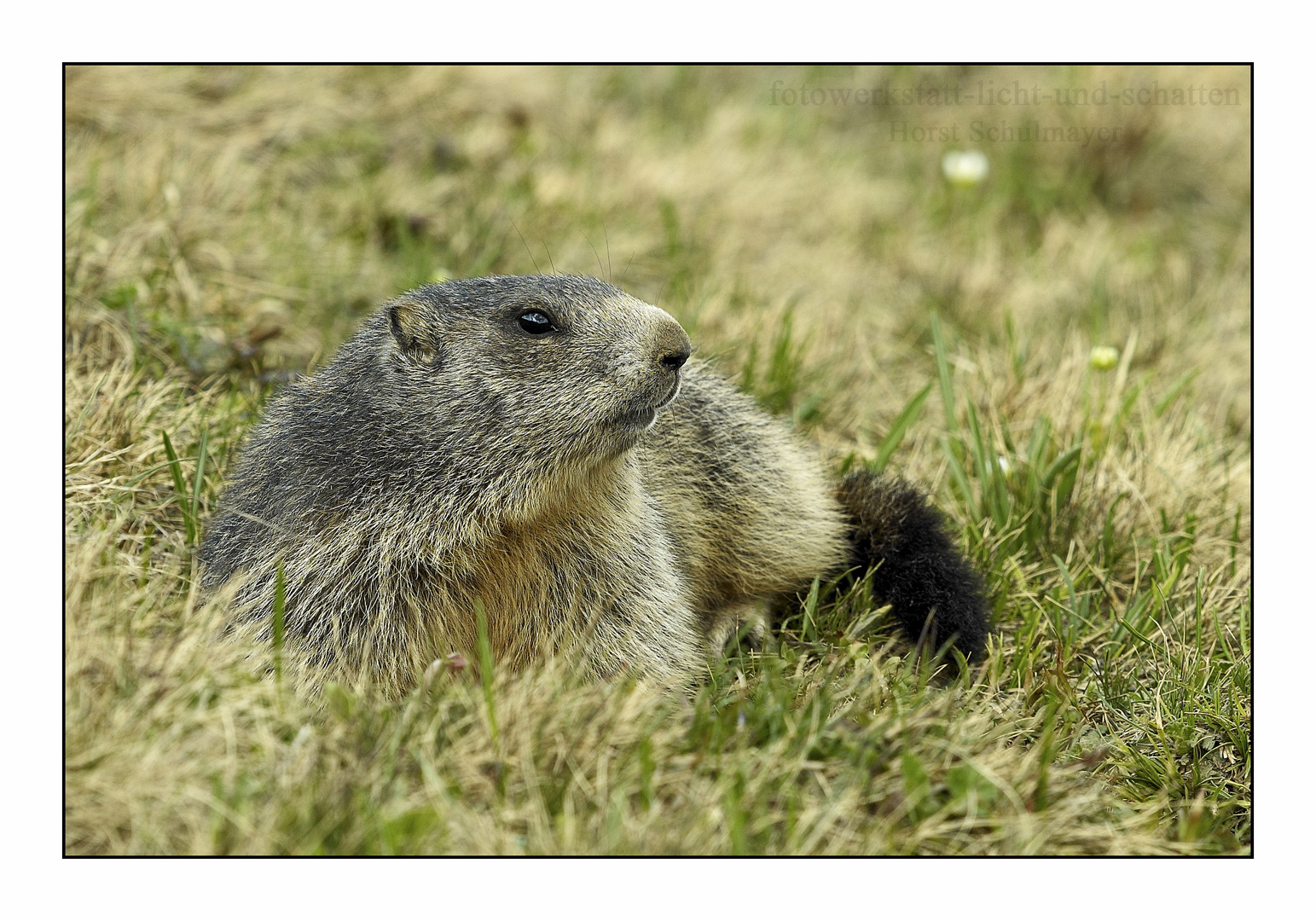 Alpenmurmeltier - Marmota marmota