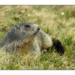 Alpenmurmeltier - Marmota marmota