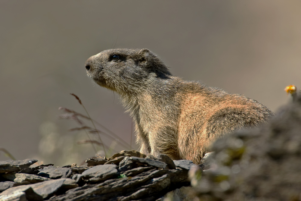 Alpenmurmeltier (Marmota marmota)