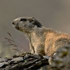 Alpenmurmeltier (Marmota marmota)