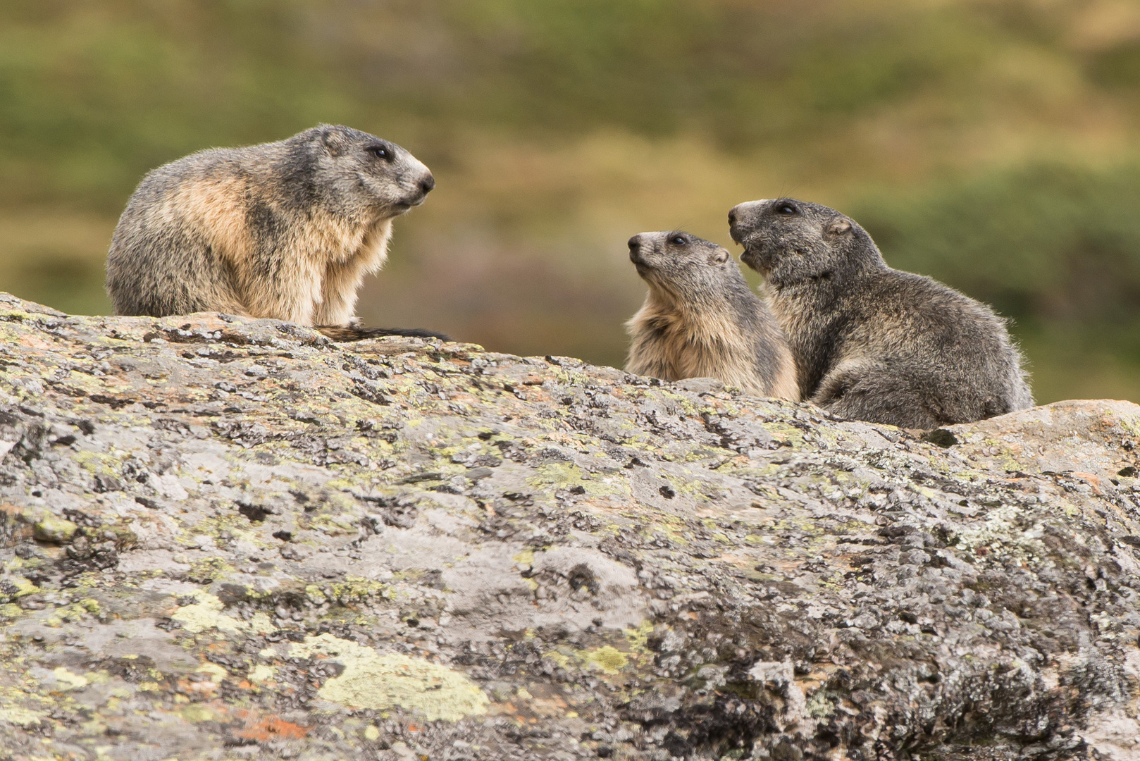 Alpenmurmeltier (Marmota marmota)