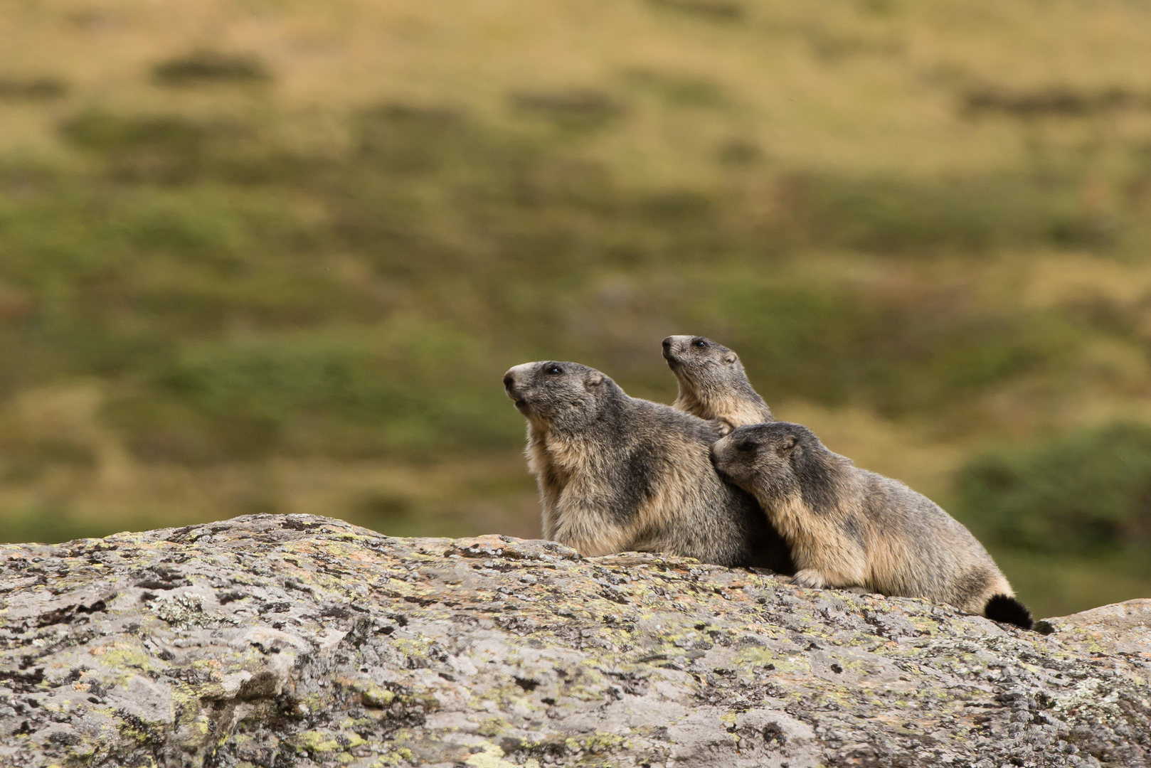 Alpenmurmeltier (Marmota marmota); da war doch was...