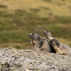 Alpenmurmeltier (Marmota marmota); da war doch was...