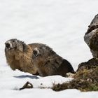 Alpenmurmeltier (Marmota marmota); doch schon wach