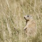 Alpenmurmeltier (Marmota marmota) I