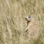 Alpenmurmeltier (Marmota marmota) I