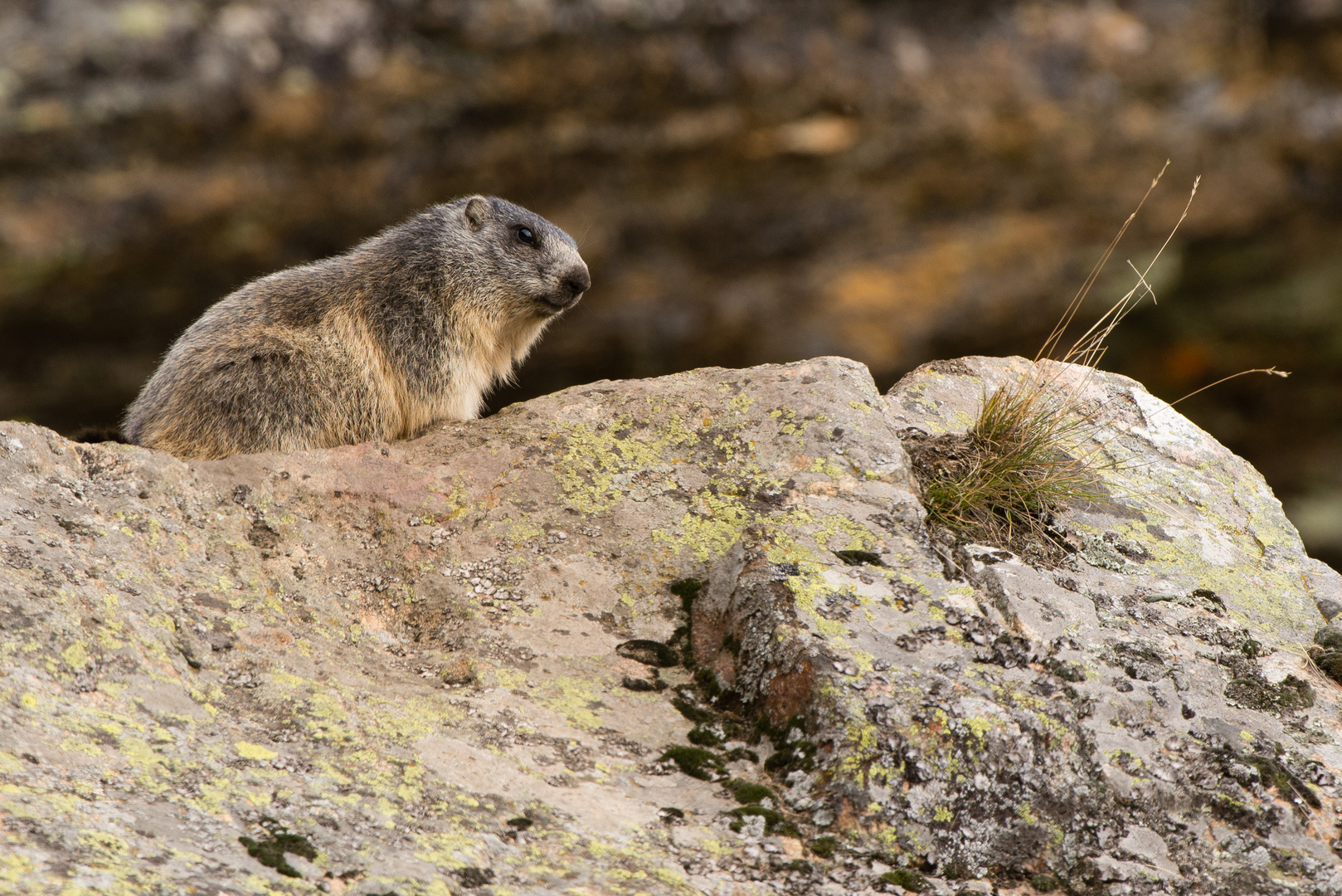 Alpenmurmeltier (Marmota marmota); Jungtier kurz vor dem Winterschlaf