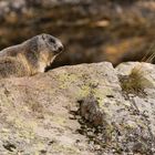 Alpenmurmeltier (Marmota marmota); Jungtier kurz vor dem Winterschlaf