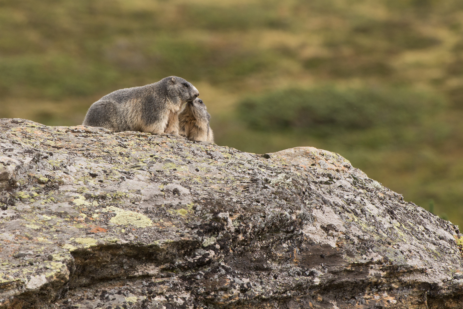 Alpenmurmeltier (Marmota marmota); schnuppernde Begrüssung