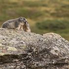 Alpenmurmeltier (Marmota marmota); schnuppernde Begrüssung