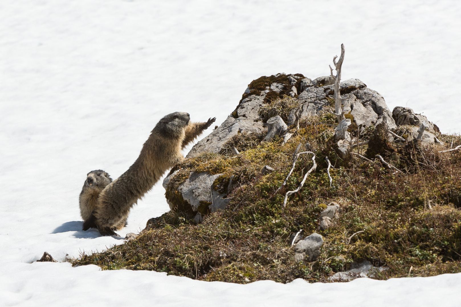 Alpenmurmeltier (Marmota marmota); strecken und recken nach dem Winterschlaf