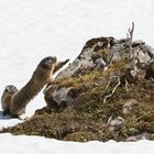 Alpenmurmeltier (Marmota marmota); strecken und recken nach dem Winterschlaf