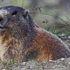 Alpenmurmeltier - Marmota marmota  wild live...