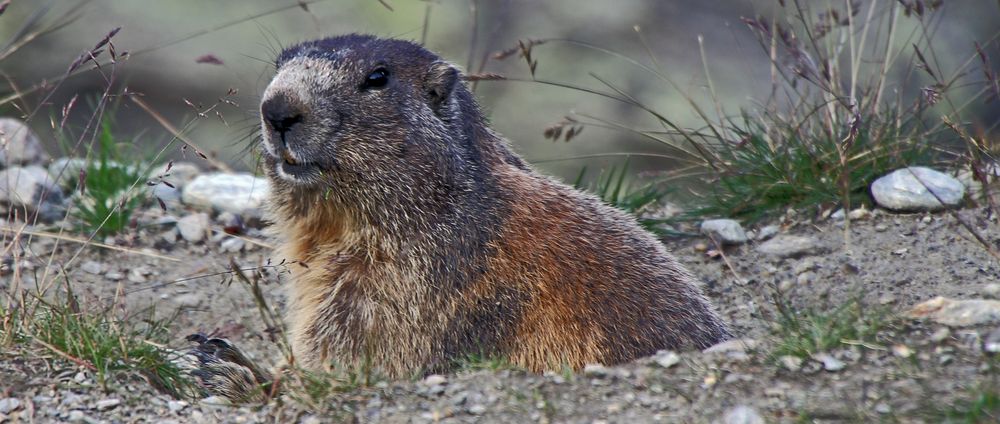 Alpenmurmeltier - Marmota marmota  wild live...