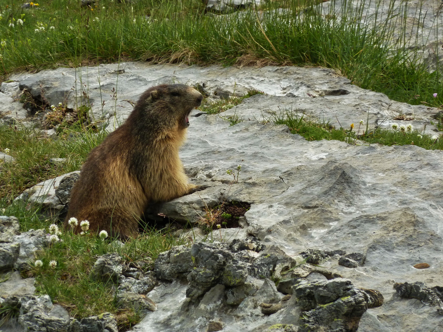 Alpenmurmeltier (Marmotta alpina)