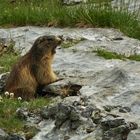 Alpenmurmeltier (Marmotta alpina)