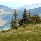 Alpenpanorama