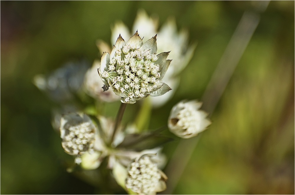 Alpenpflanzen # 3