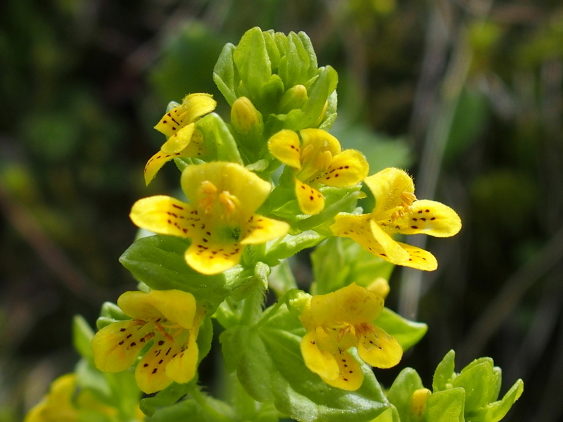 Alpenrachen 'Tozzia alpina'