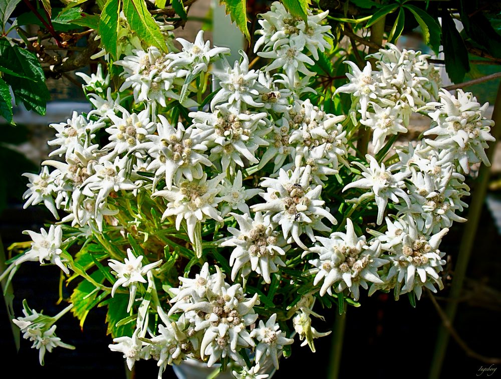 Alpenromantik im heimischen Garten