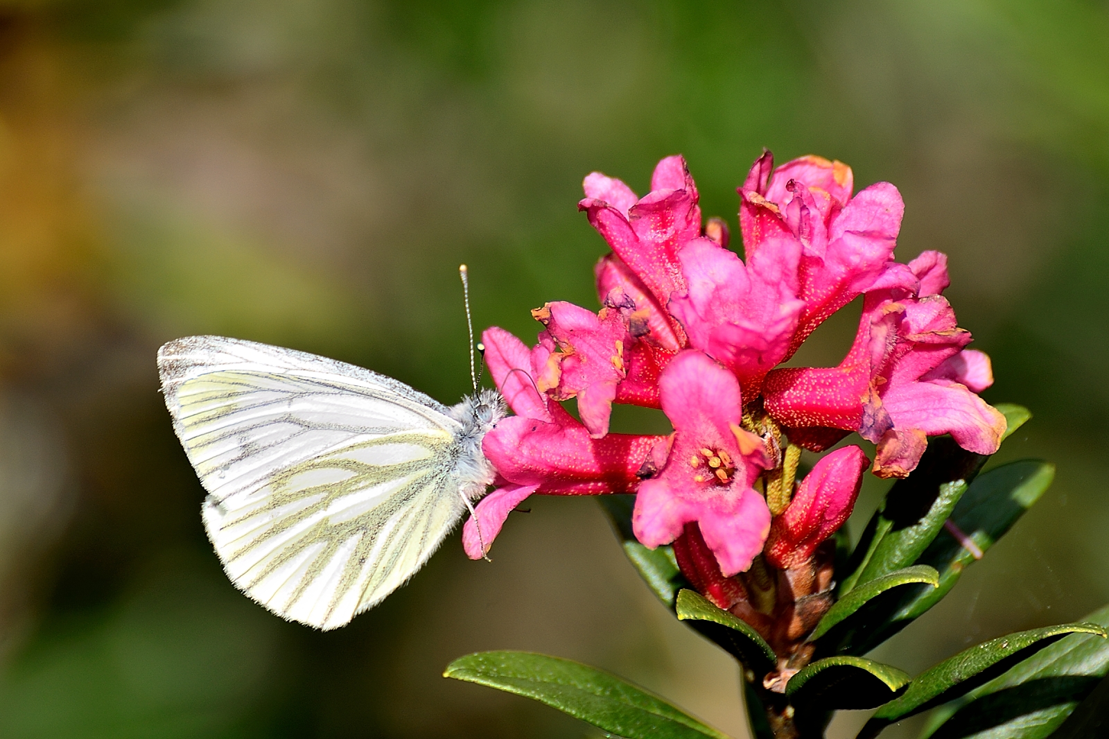 Alpenrose