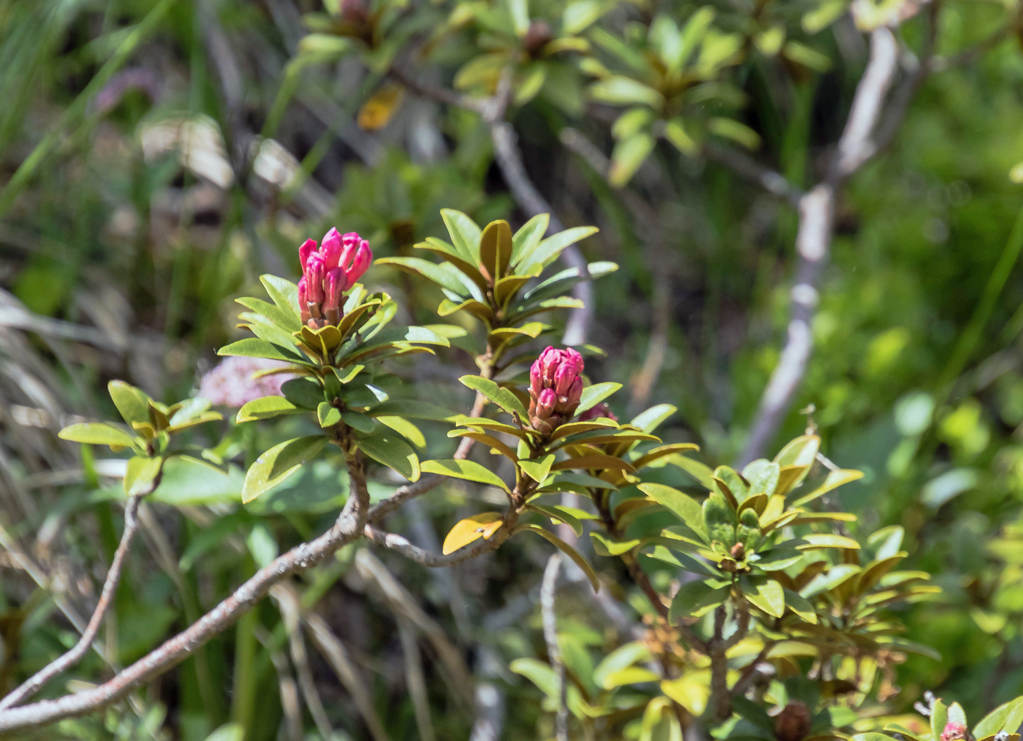 Alpenrose