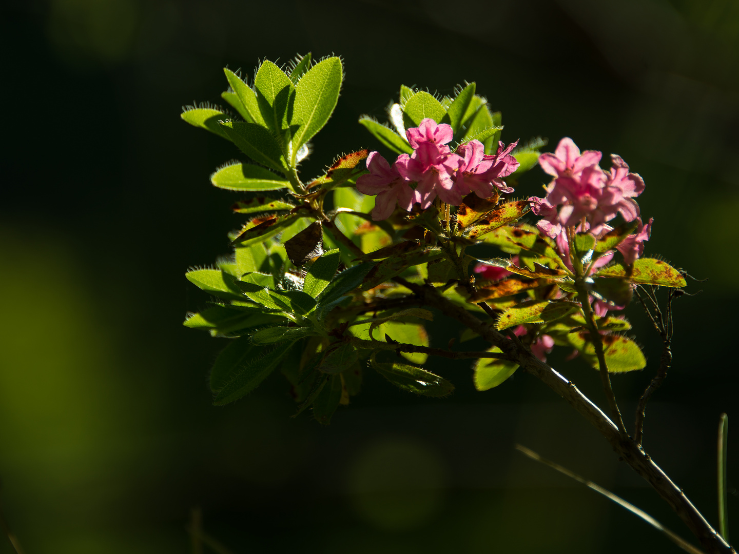 Alpenrose