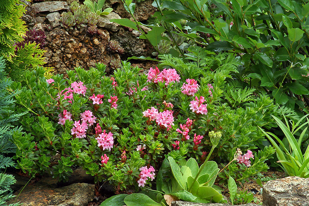 Alpenrose im Alpinum