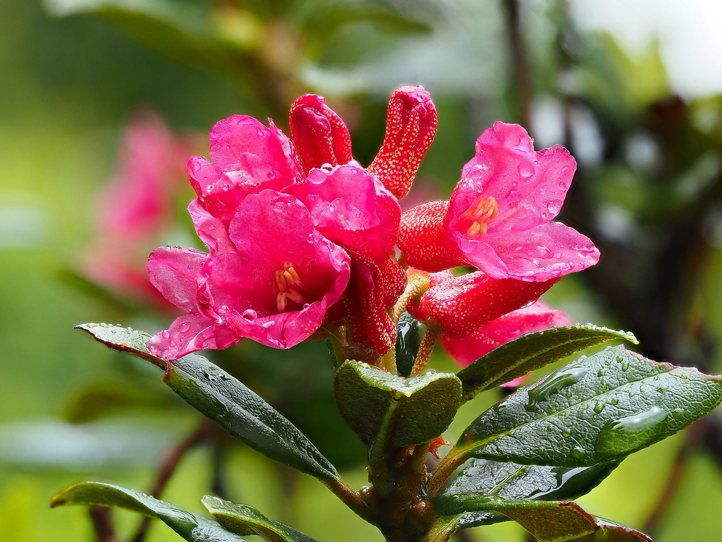 Alpenrose im Regen