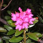 Alpenrose im schönen Zirbelwald