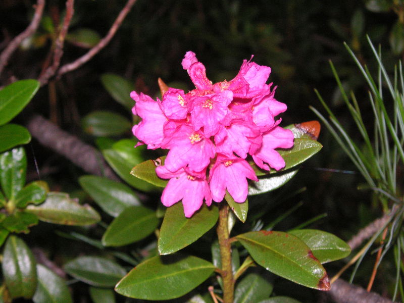 Alpenrose im schönen Zirbelwald